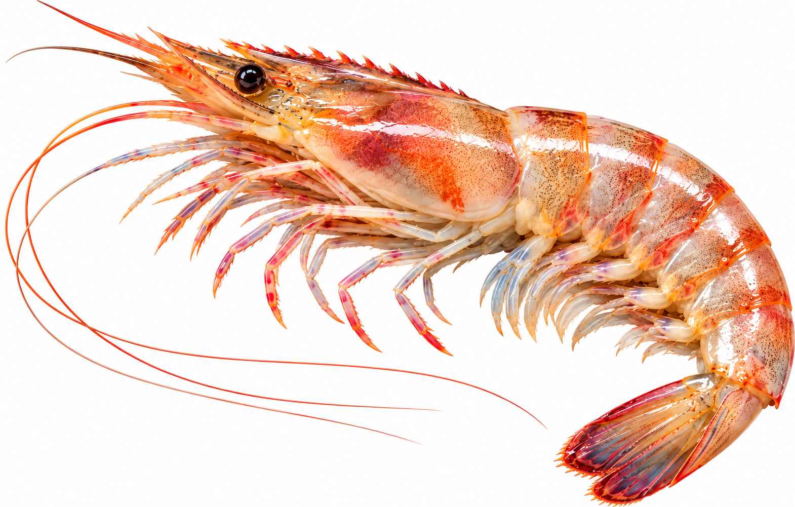 Seaflower Shrimp