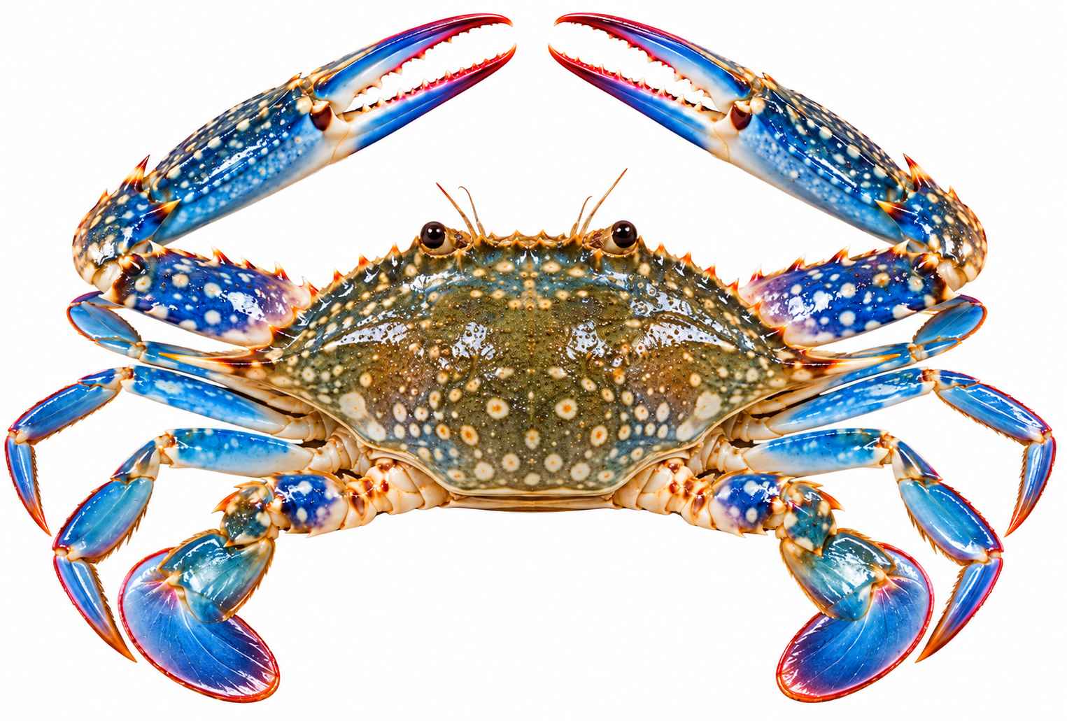 Crabs