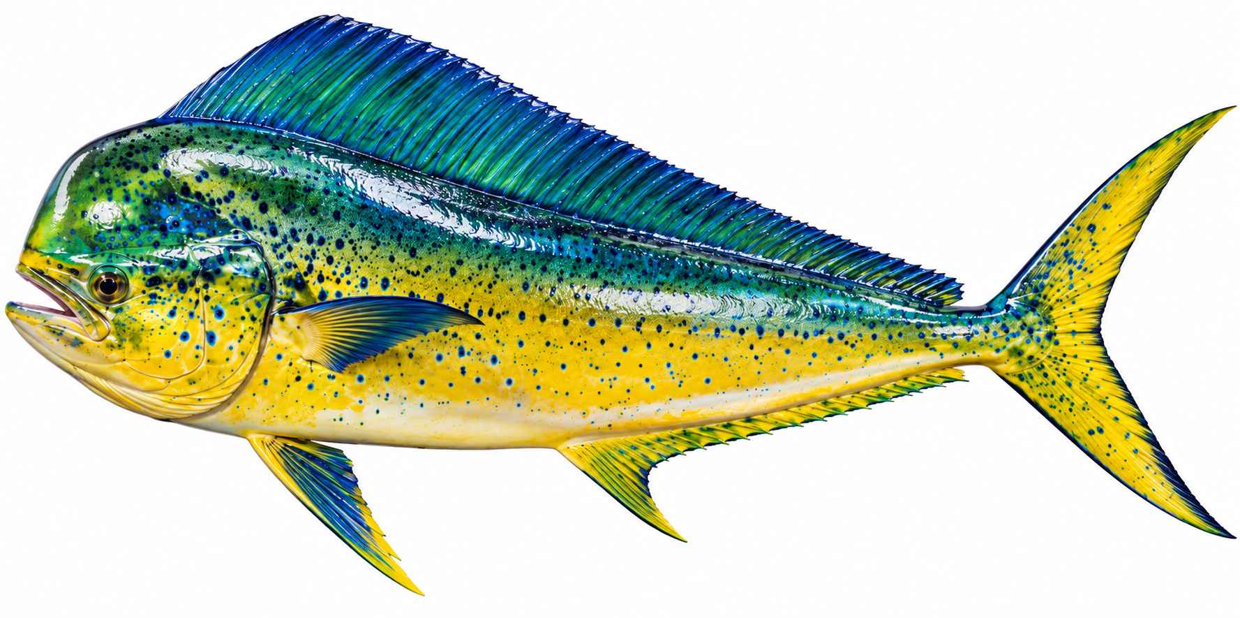 Mahi Mahi
