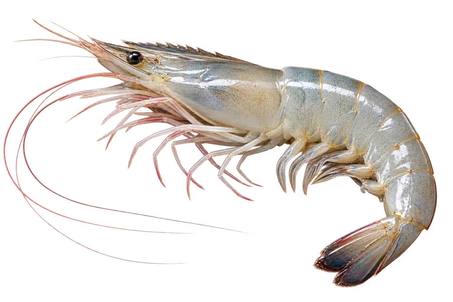 Vannamei Shrimp
