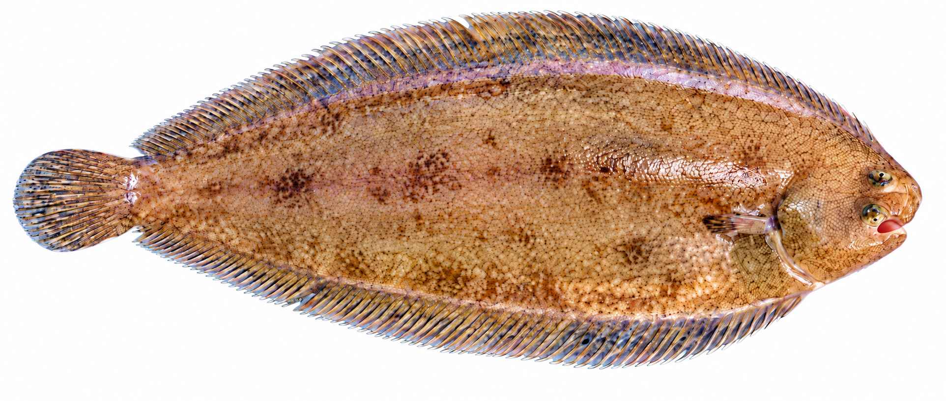 Sole Fish