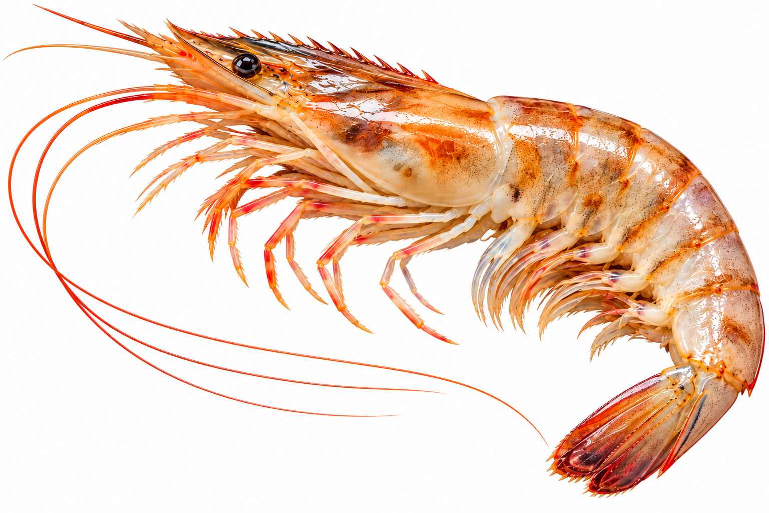 Poovalan / Karikkadi Shrimp