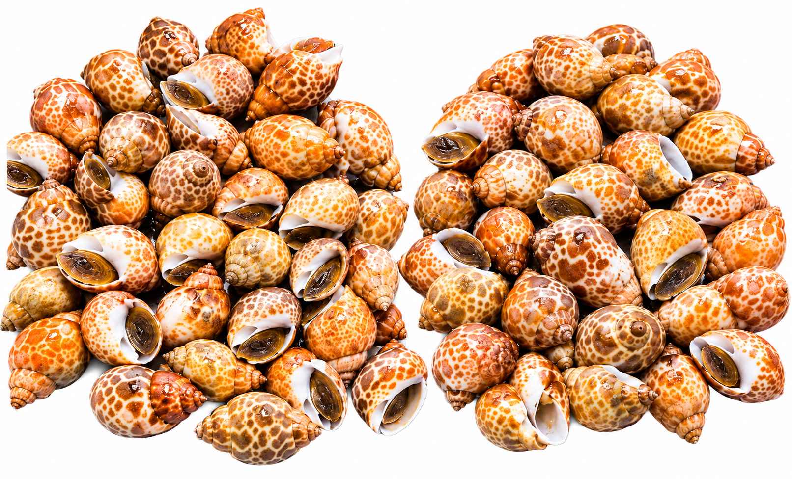 Baigai Top Shell
