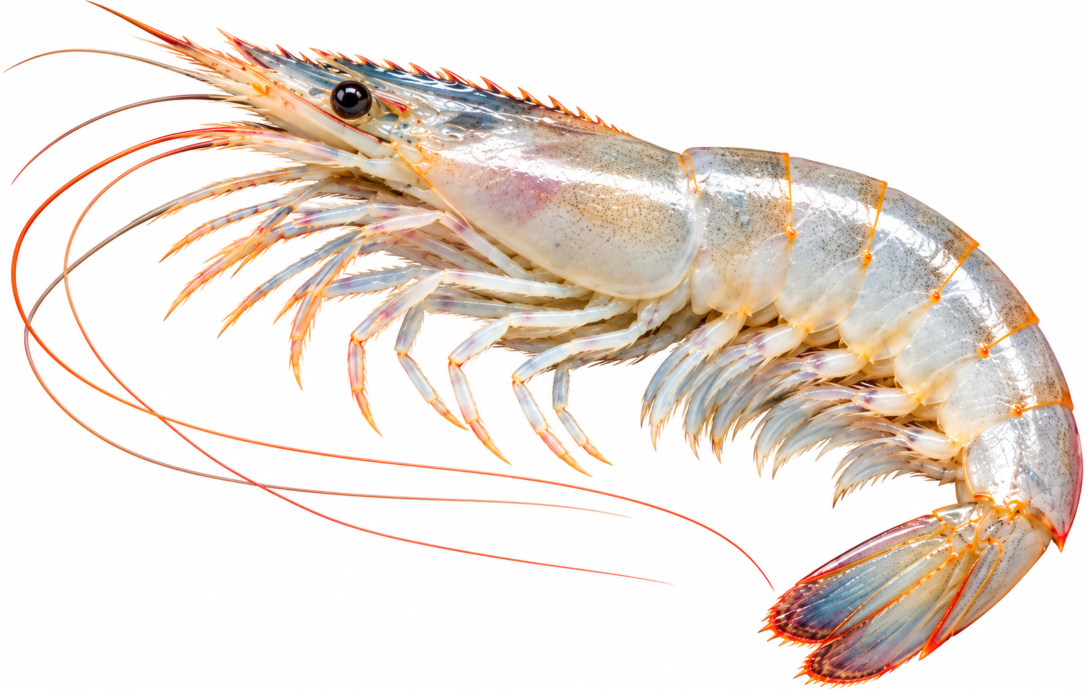 Thelly / Freshwater Shrimp