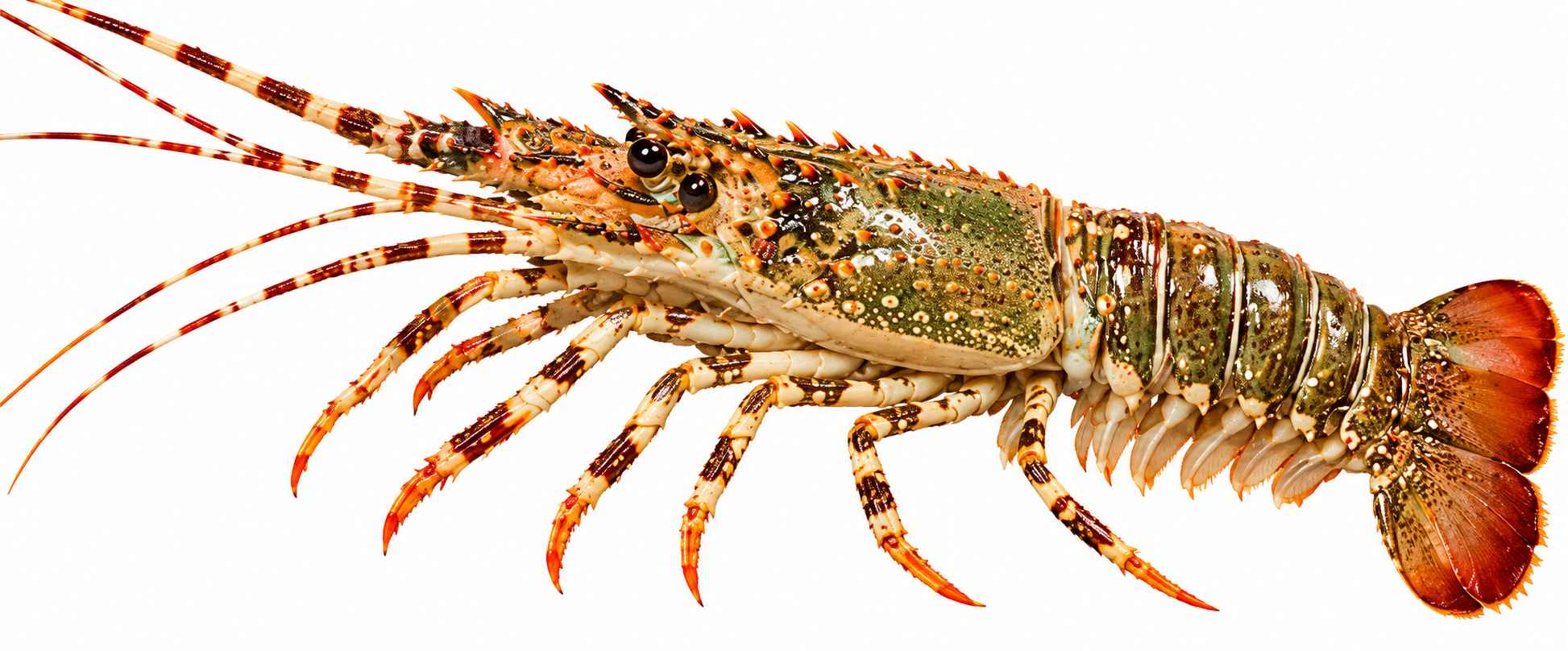 Lobster