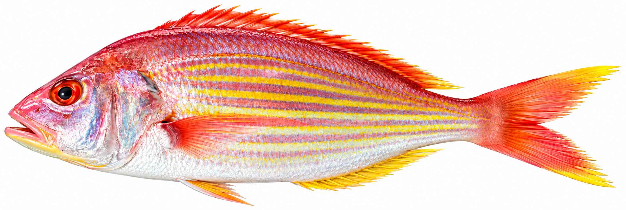 JTB Threadfin Bream